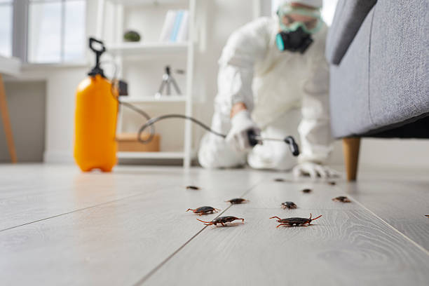 Post-Treatment Bed Bug Interceptor Monitoring in Buda
